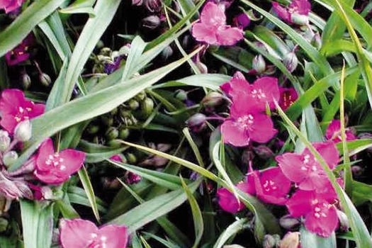 Tradescantia 'Rubra'