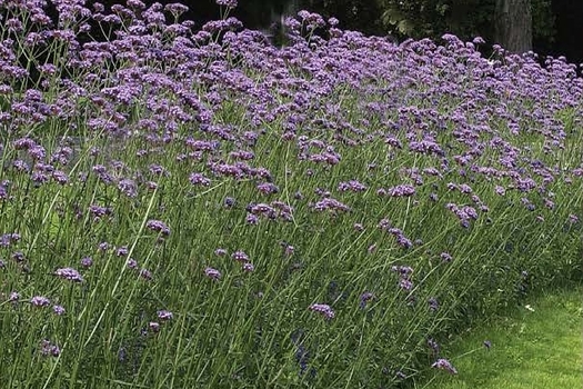 Verbena bonariensis