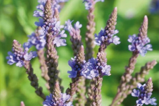 Verbena hastata