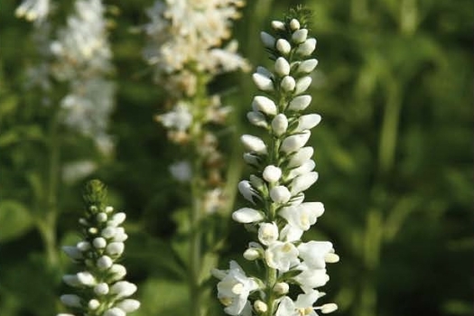 Veronica longifolia 'Schneeriesin'