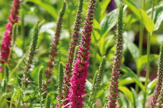 Veronica spicata 'Rotfuchs'