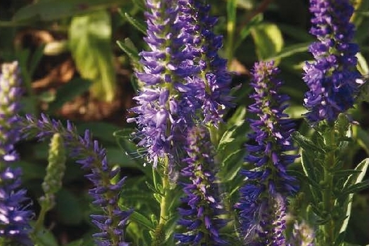 Veronica longifolia 'Blauriesin'