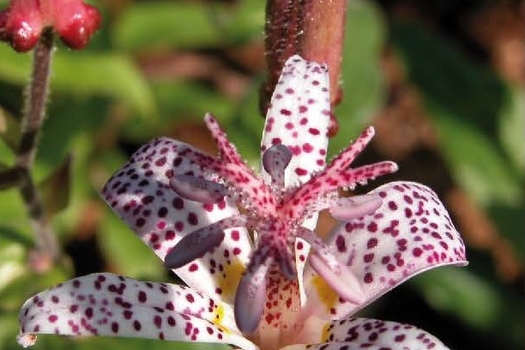 Tricyrtis formosana