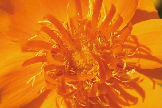Trollius chinensis 'Golden Queen'