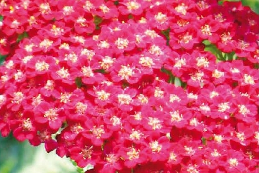 Achillea millefolium 'Cerise Queen'