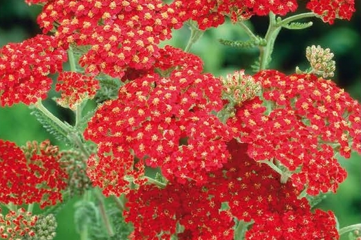 Achillea millefolium 'Paprika'