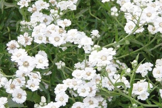 Achillea ptarmica 'The Pearl'