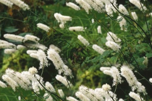 Actaea simplex 'White Pearl'