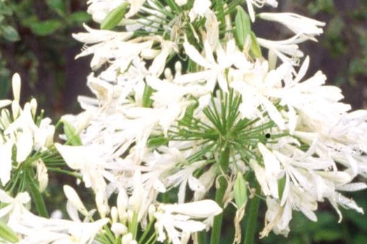 Agapanthus africanus 'Albus'