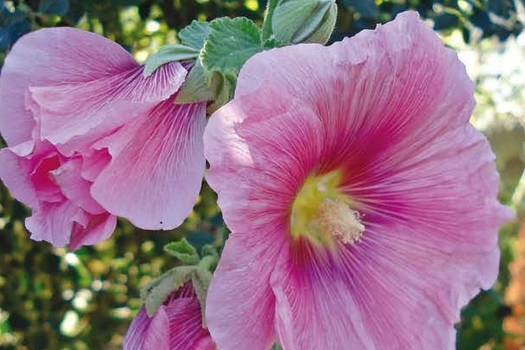 Alcea rosea 'Charters Rosa'