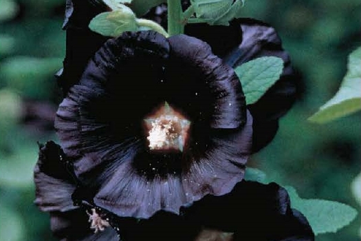 Alcea rosea 'Nigra'