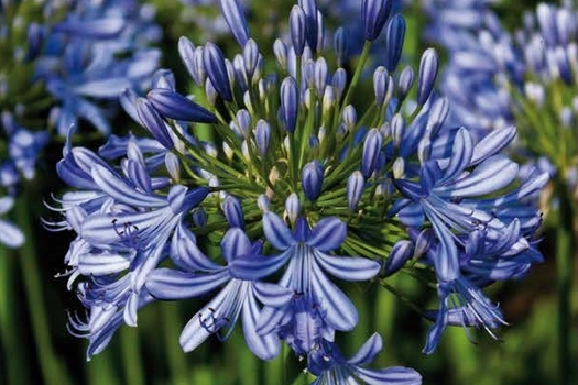 Agapanthus africanus