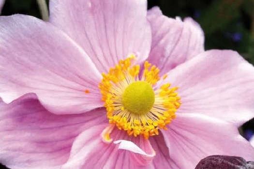 Anemone hybrida 'Konigin Charlotte'