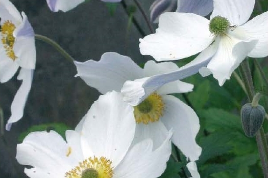 Anemone 'Macane001'