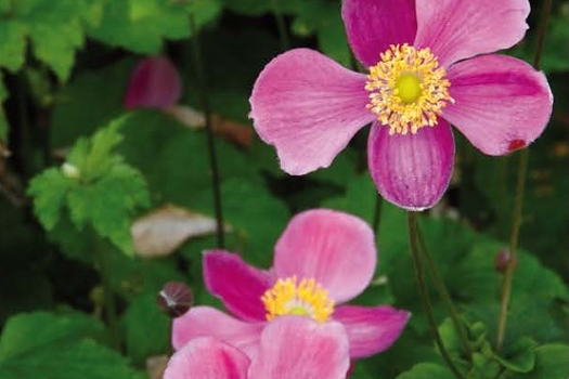 Anemone hupehensis 'Splendens'