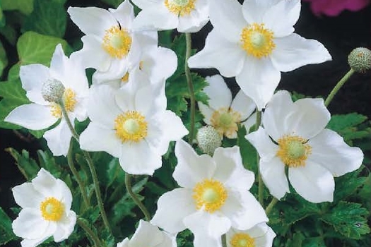 Anemone sylvestris