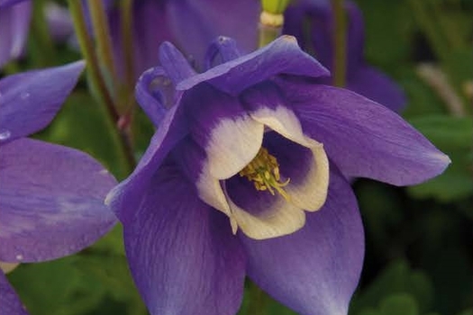 Aquilegia flabellata 'Ministar'