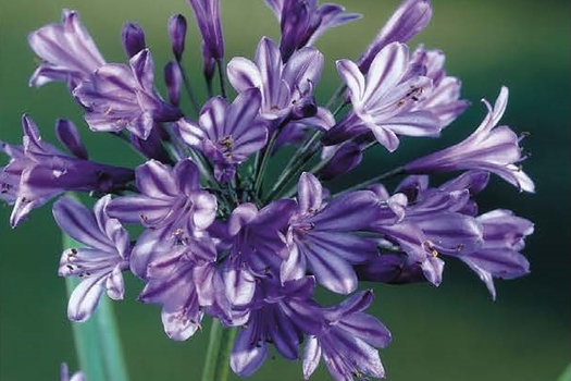 Agapanthus 'Peter Pan'