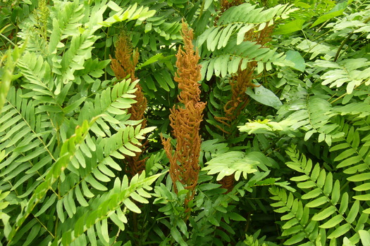 Osmunda regalis