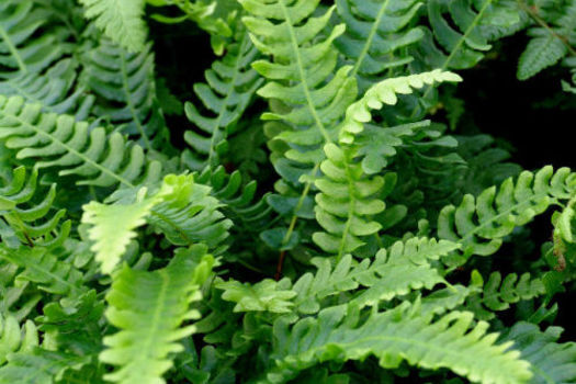 Blechnum spicant