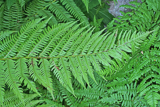 Athyrium filix-femina