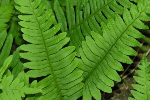 Polypodium vulgare