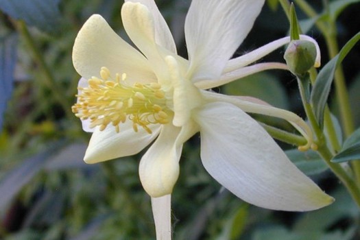 Aquilegia 'Snow Queen