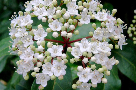 Viburnum tinus