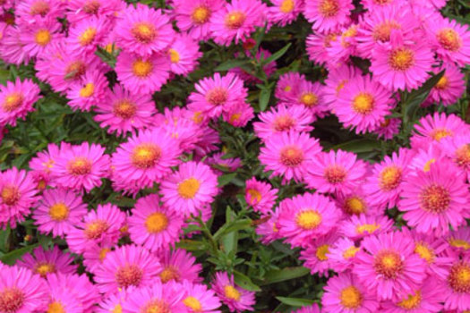 Aster novi-belgii 'Patricia Ballard'