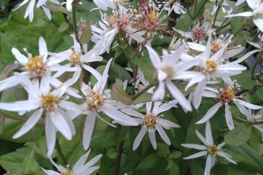 Aster divaricatus