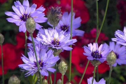 Catananche caerulea