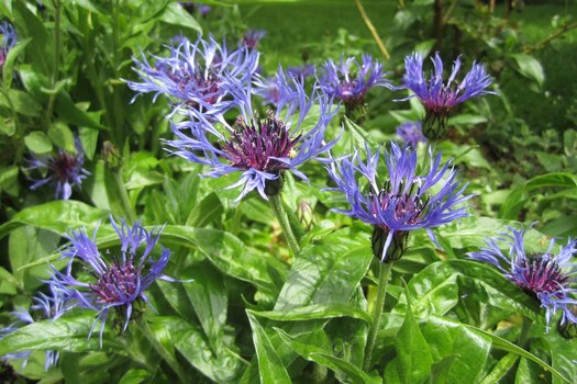 Centaurea montana