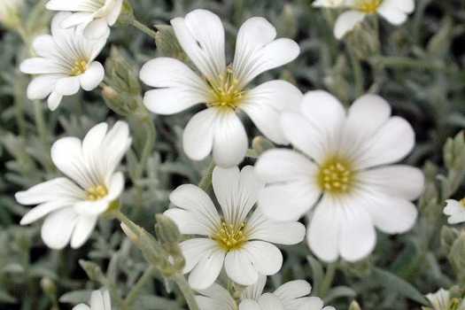 Cerastium tomentosum 'Yo Yo'