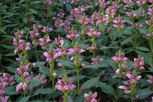 Chelone obliqua