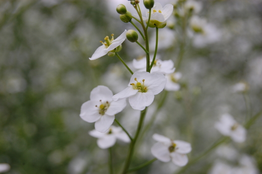 Crambe cordifolia