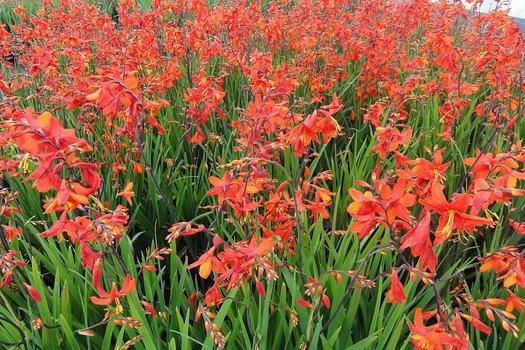 Crocosmia 'Carmine Brilliant'