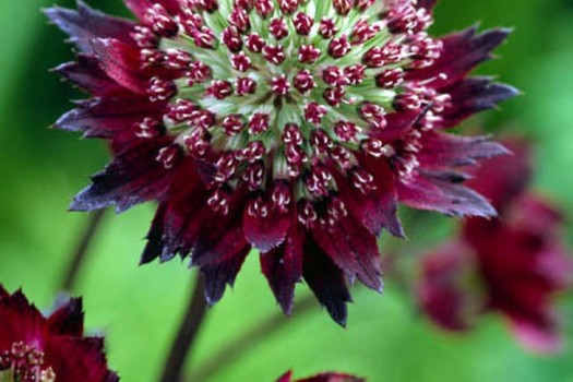 Astrantia 'Moulin Rouge'