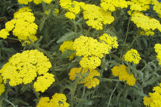 Achillea 'Moonshine'