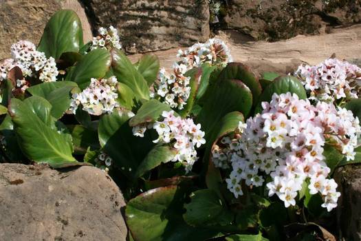 Bergenia 'Silberlicht'