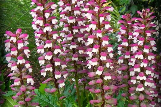 Acanthus mollis