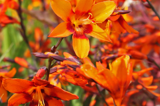 Crocosmia 'Emily McKenzie'