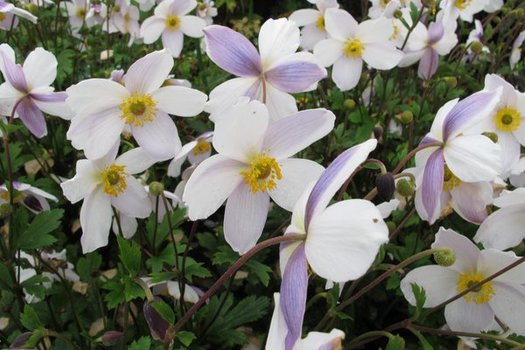 Anemone hybrida 'Elfin Swan'