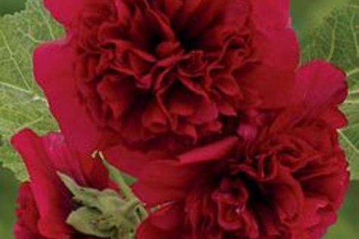 Alcea rosea 'Charters Rot'