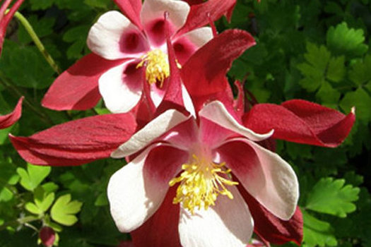 Aquilegia 'Crimson Star'