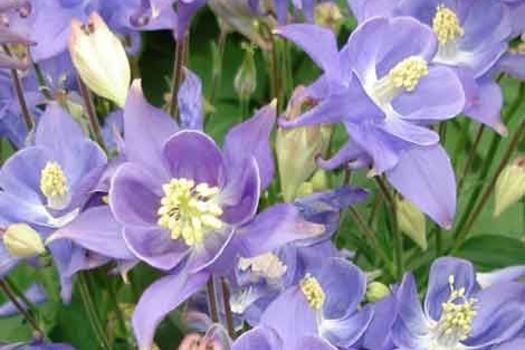 Aquilegia 'Sky Blue'