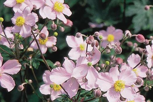 Anemone tomentosa 'Robustissima'