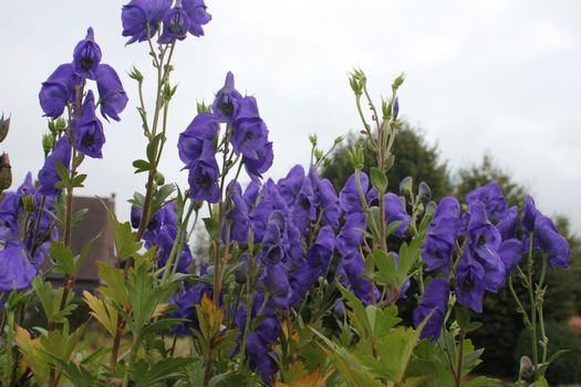 Aconitum carmichaelii 'Arendsii'