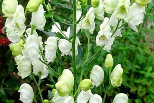 Aconitum napellus 'Album'