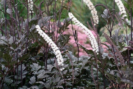 Actaea simplex 'Brunette'