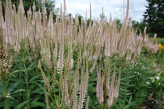 Veronicastrum virginicum 'Pink Glow'